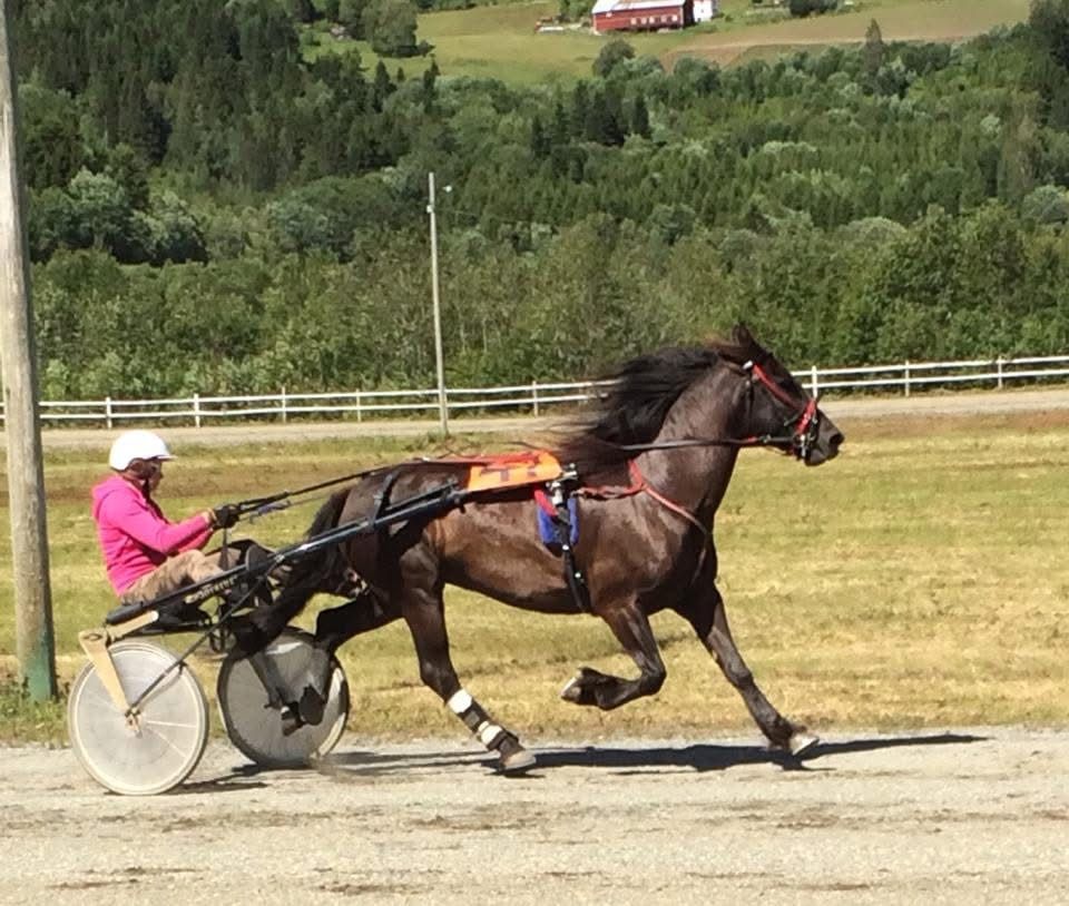 Bitt til hest: trygg og bevisst tilpasning for bedre rideturer