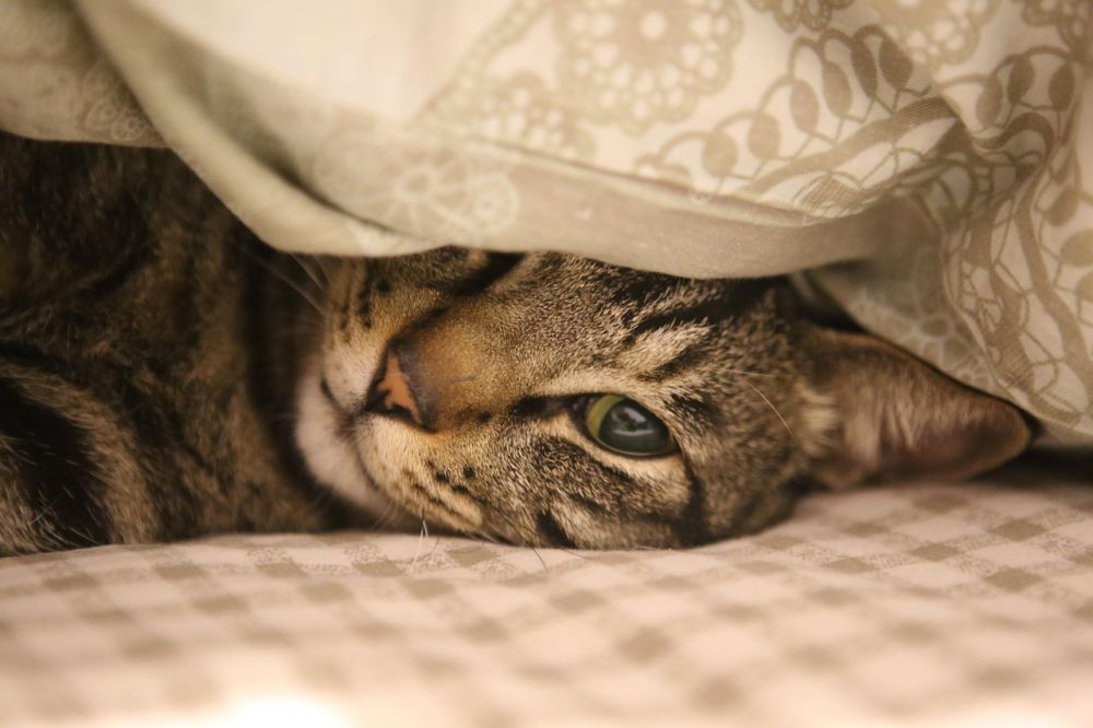 Kattepensjonat  trygg ferie for katten din